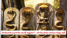 పాములకు బంగారం అంటే ఇష్టమా?.. నాగబంధనం అసలు గుట్టు ఇదే