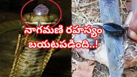 పాము తలపై నాగమణి.. నిజమా? శాస్త్రవేత్తలు చెప్పిన షాకింగ్ నిజాలు!