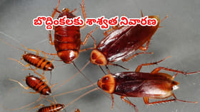 కిచెన్‌లో బొద్దింకల బెడదతో విసిగిపోయారా? ఈ సింపుల్ చిట్కాలతో చెక్