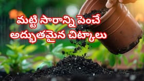 మీ ఇంట్లోని మొక్కలు పచ్చగా కళకళలాడుతూ ఉండాలా? అద్భుతమైన చిట్కాలు