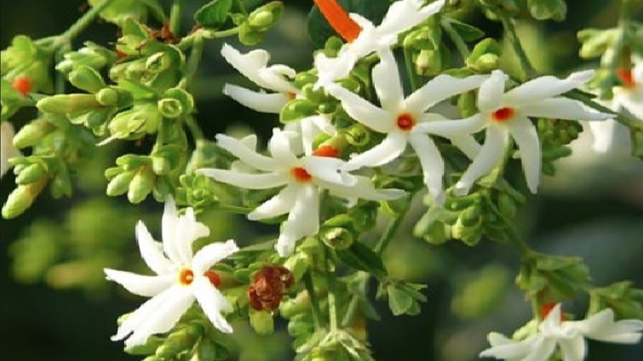 పారిజాతం (Night Flowering Jasmine): పారిజాత పువ్వులు రాత్రిపూట వికసించి, తెల్లవారుజామున రాలిపోతాయి. వీటి కాడ పగడపు రంగులో ఉండి, రెక్కలు తెల్లగా ఉంటాయి. దేవతా పూజల్లో ఈ పువ్వులకు ప్రత్యేక స్థానం ఉంది. రాత్రి వేళ ఈ చెట్టు కింద నిలబడితే ఆ సువాసన మనసును ఎంతో ప్రశాంతంగా ఉంచుతుంది.