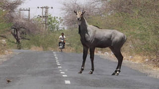 మందార పూలు నిండుగా పూల పూయాలంటే కిచెన్‌లో దొరికే వీటిని ఇవ్వండి