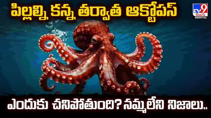 పిల్లల్ని కన్న తర్వాత ఆక్టోపస్ ఎందుకు చనిపోతుంది? నమ్మలేని నిజాలు.. పిల్లల్ని కన్న తర్వాత ఆక్టోపస్ ఎందుకు చనిపోతుంది? నమ్మలేని నిజాలు..