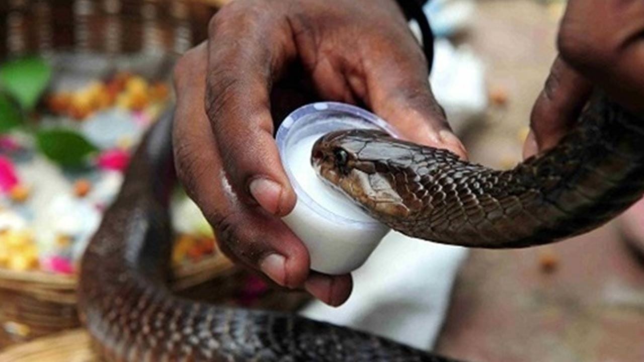ఇదొక సాంప్రదాయ పూజా విధానంలాగా అయిపోయింది. అయితే, ఇక్కడే అతి భయంకర నిజాలు ఉన్నాయి. ఇవి తెలిస్తే మీరు కూడా 
ఆశ్చర్యపోతారు. మీరు పోస్తున్న పాలు పాములు నిజంగా తాగుతున్నాయా? ఈ ఆధ్యాత్మిక నమ్మకం వెనుక శాస్త్రీయ  విషయాలను కూడా ఇక్కడ తెలుసుకుందాం.. 
