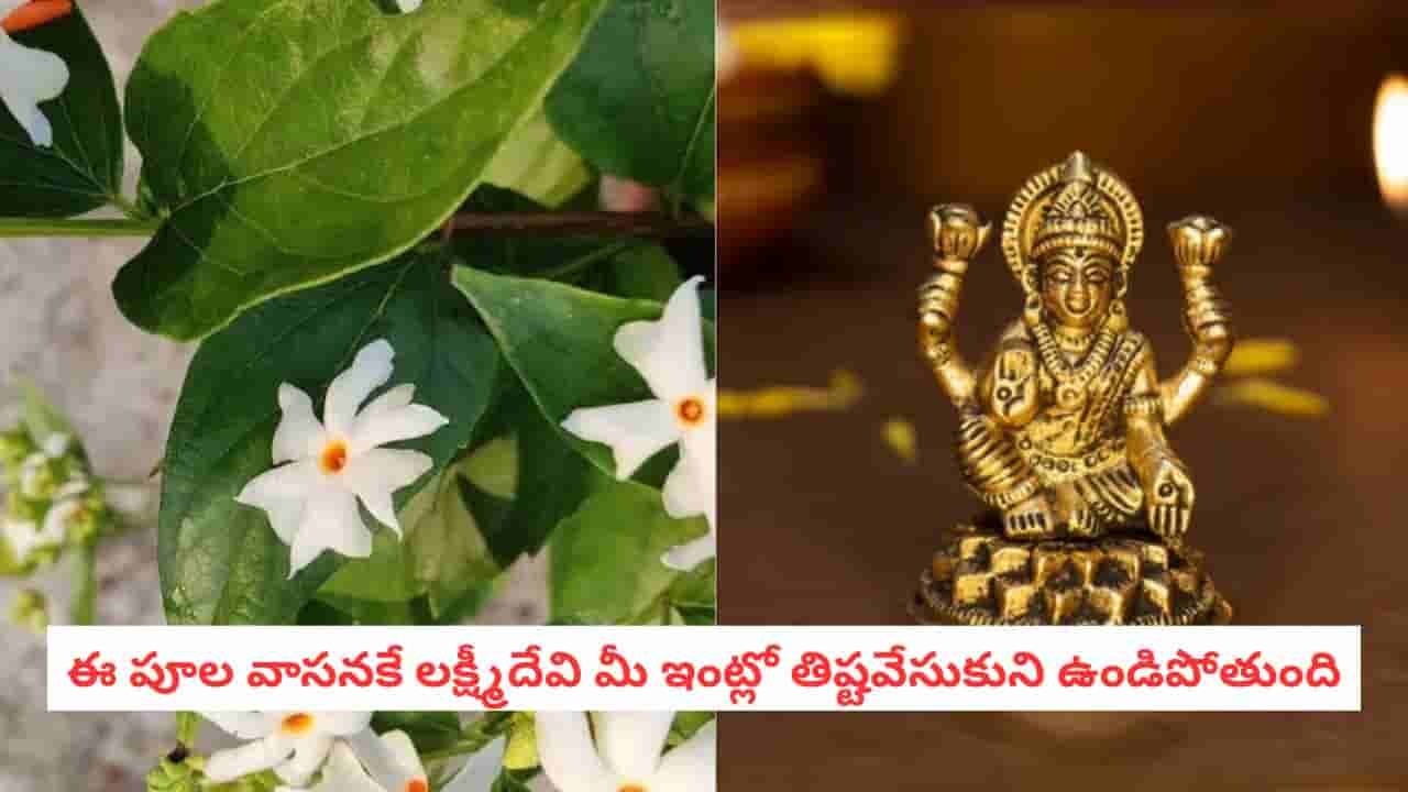 Vastu Tips: రాత్రికి రాత్రే మీ అదృష్టాన్ని మార్చే మొక్క.. దరిద్ర దేవత వెళ్ళిపోయి ధనవర్షం కురవాలంటే ఇలా చేయండి!