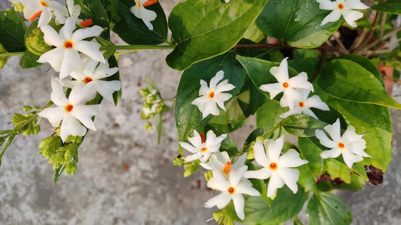 
వాస్తు పరంగా ప్రాముఖ్యత.. 

వాస్తు శాస్త్రం ప్రకారం పారిజాత మొక్క ఇంట్లో ఉంటే ప్రతికూల శక్తులు తగ్గి, సానుకూల శక్తి పెరుగుతుందని నమ్మకం. ఇంటి వాతావరణం ప్రశాంతంగా, సౌహార్దంగా మారుతుందని కూడా చెబుతారు. చాలామంది దీన్ని లక్ష్మీదేవి అనుగ్రహానికి సంకేతంగా భావిస్తారు. ఇంట్లో తులసి దగ్గర ఈ మొక్కను నాటడం మంచిదని, అలాగే ఈశాన్య, తూర్పు లేదా ఉత్తర దిశల్లో పెంచితే శుభఫలితాలు కలుగుతాయని వాస్తు నిపుణుల అభిప్రాయం.
