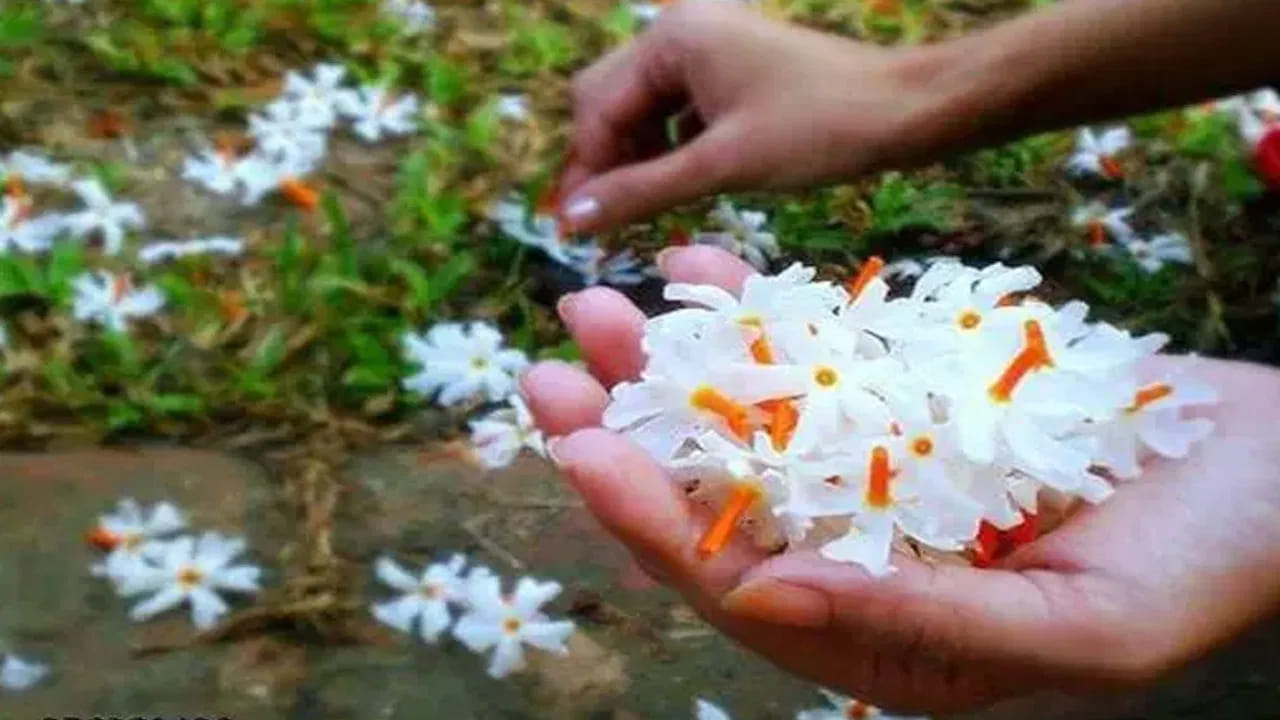 
పారిజాత మొక్క విశిష్టత.. 

పురాణ కథల ప్రకారం, శ్రీకృష్ణుడు ఇంద్రలోకం నుంచి పారిజాత వృక్షాన్ని తీసుకువచ్చి సత్యభామకు ఇచ్చినట్లు చెబుతారు. అందుకే ఈ మొక్కకు ఆధ్యాత్మికంగా ప్రత్యేక స్థానం ఉంది. దుర్గాదేవి పూజలో కూడా పారిజాత పువ్వులను ఉపయోగించడం శుభప్రదమని భావిస్తారు. ఈ పువ్వులు దేవతలకు ఎంతో ఇష్టమైనవని విశ్వాసం.


