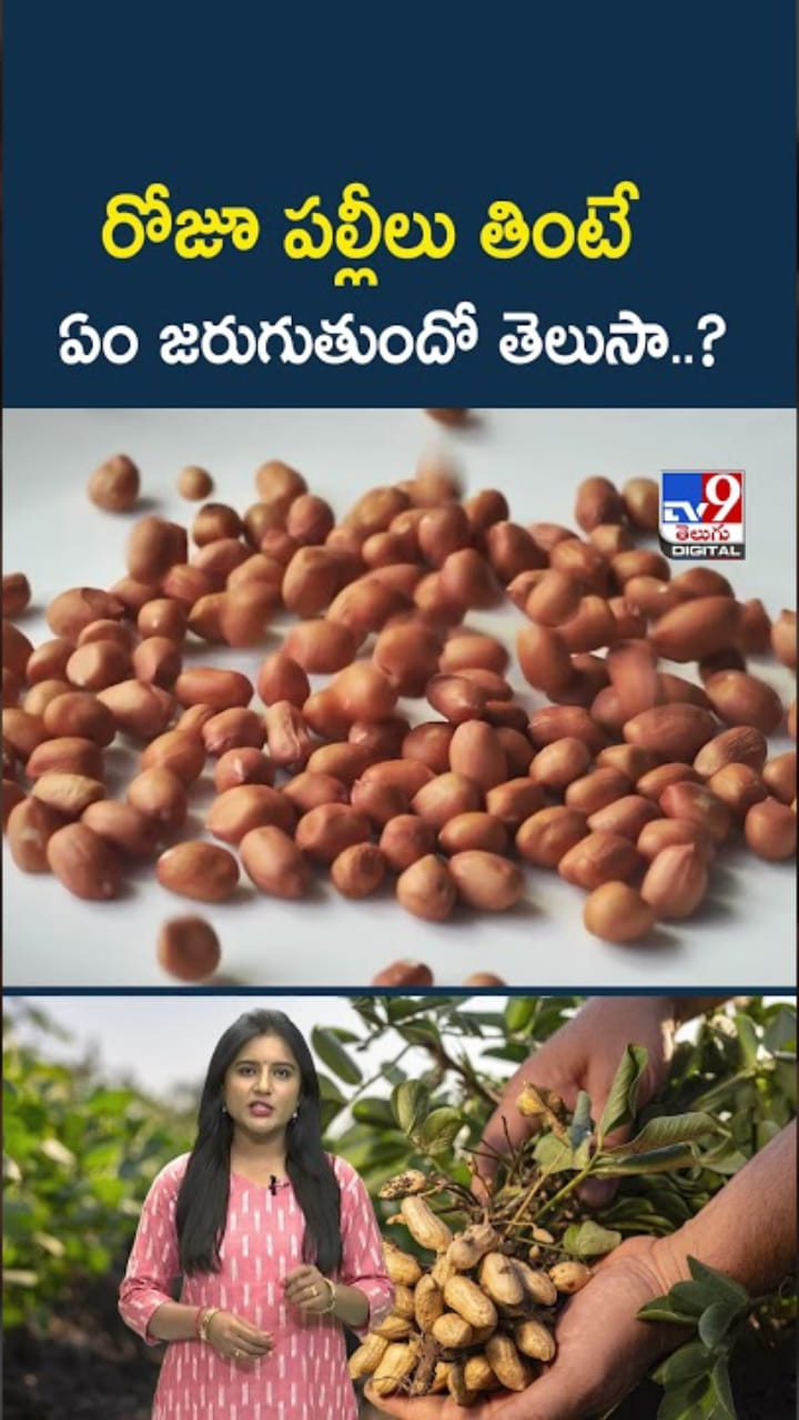 Peanuts; రోజూ పల్లీలు తింటే ఏం జరుగుతుందో తెలుసా..?