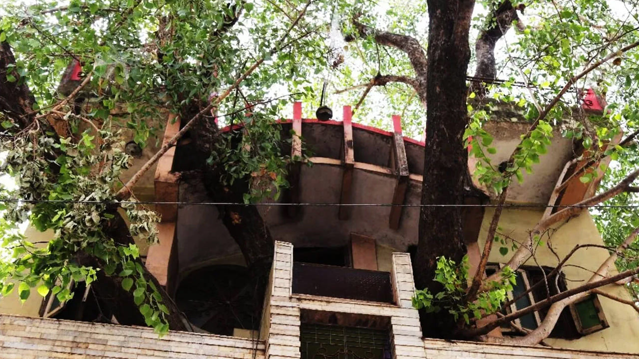 రావి చెట్టు (Peepal Tree): రావి చెట్టు చాలా వేగంగా, ఎక్కడైనా పెరగగలదు. దీని గింజలు పక్షుల ద్వారా గోడలు, భవనాల పైకప్పులు (Roofs) లేదా డ్రైనేజీ పైపుల చిన్న చిన్న పగుళ్లలో పడితే, అక్కడ కూడా మొక్కలు మొలుస్తాయి. దీని వేర్లు భవన నిర్మాణంలో ఉండే చిన్న సందుల్లోకి చొచ్చుకుపోయి, కాలక్రమేణా వాటిని పెద్దవిగా మారుస్తాయి. దీనివల్ల కొన్ని సంవత్సరాల తర్వాత ఇంటి పునాది, గోడలలో తీవ్రమైన పగుళ్లు ఏర్పడతాయి. రావి చెట్టును నాటాలనుకుంటే ఇంటి పునాదికి కనీసం 20 నుండి 25 మీటర్ల దూరం పాటించాలి.