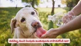 వడదెబ్బ నుంచి పెంపుడు జంతువులను కాపాడుకోండి ఇలా