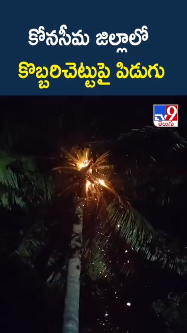 కోనసీమ జిల్లాలో కొబ్బరిచెట్టుపై పిడుగు..ఇదిగో వీడియో
