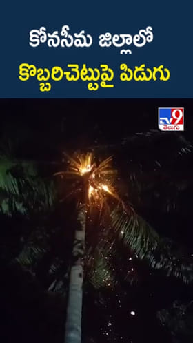 కోనసీమ జిల్లాలో కొబ్బరిచెట్టుపై పిడుగు..ఇదిగో వీడియో