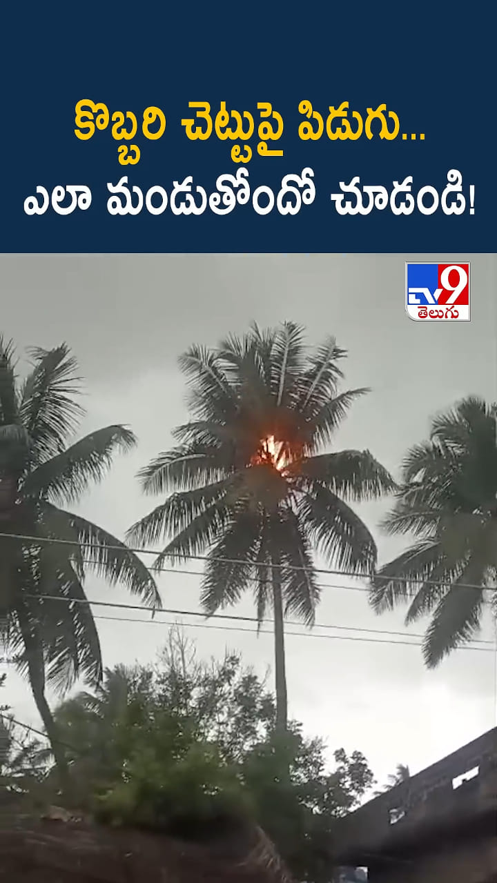 కొబ్బరి చెట్టుపై పిడుగు...ఎలా మండుతోందో వీడియో చూడండి!