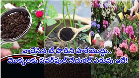వాడేసిన టీ పొడిని పారేస్తున్నారా?మొక్కలకు అమృతం లాంటి ఎరువు తయారీ