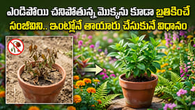 ఎండిపోయి చనిపోతున్న మొక్కను కూడా బ్రతికించే సంజీవిని..