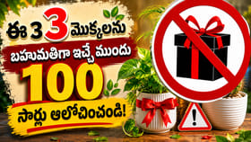 తెలియక ఈ మొక్కలను బహుమతిగా ఇస్తున్నారా? వాస్తు ప్రకారం అదృష్టం..