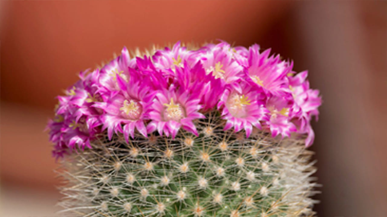 Plants Gifting Vastu2