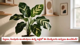 పిల్లలు, పెంపుడు జంతువులు ఉన్న ఇళ్లలో ఈ మొక్కలను అస్సలు ఉంచకండి!