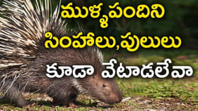 ముళ్ల పంది స్వయంగా వేటాడదు. కానీ తనపై దాడికి వస్తే మాత్రం..