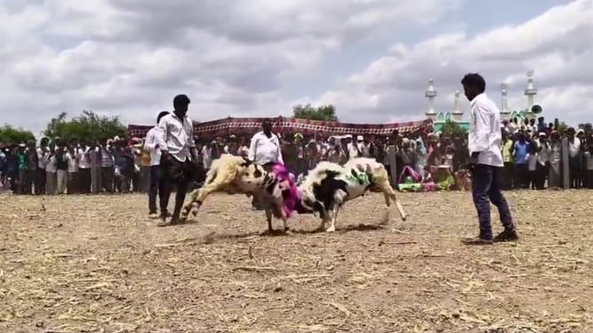 పొట్టేళ్ల పోటీలతో దద్దరిల్లిన మైదానం.. ఇదిగో వీడియో