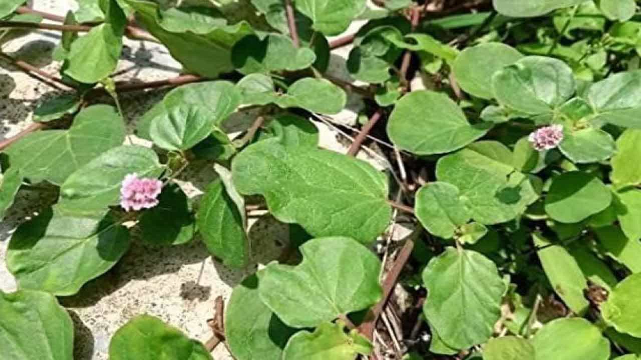 కాలేయ పనితీరు (Liver Function): ఆయుర్వేదంలో పునర్నవ అంటే మళ్లీ కొత్తగా మార్చేది అని అర్థం. ఈ మొక్క శరీరంలోని అవయవాలను శుద్ధి చేసి, వాటికి తిరిగి జీవం పోయడంలో అద్భుతంగా పనిచేస్తుంది. కాలేయానికి సంబంధించిన కామెర్లు (Jaundice), ఇతర ఇన్ఫెక్షన్లను తగ్గించడంలో పునర్నవ అద్భుతంగా పనిచేస్తుంది. ఇది కాలేయాన్ని శుద్ధి చేసి, దాని సామర్థ్యాన్ని పెంచుతుంది.
