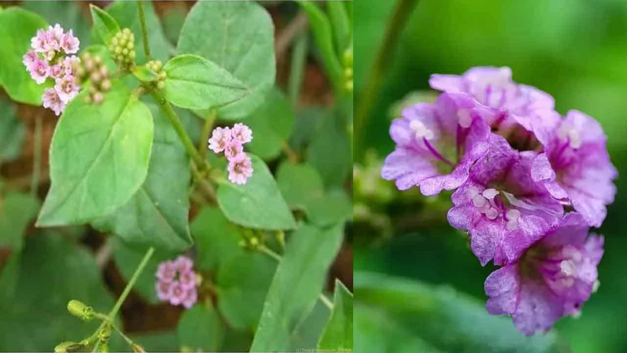 ఎలా తీసుకోవాలి?: నేటి ఒత్తిడితో కూడిన జీవనశైలిలో వచ్చే అనేక అనారోగ్య సమస్యలకు పునర్నవ ఒక సహజ సిద్ధమైన పరిష్కారం. కిడ్నీలు, కాలేయ ఆరోగ్యాన్ని కాపాడుకోవాలనుకునే వారు ఈ మూలికను తమ జీవనశైలిలో భాగంగా చేసుకోవడం ఉత్తమం. పునర్నవను చూర్ణం రూపంలో, కషాయంగా లేదా మాత్రల రూపంలో తీసుకోవచ్చు. అయితే, దీని ప్రభావం ఎక్కువగా ఉంటుంది కాబట్టి, వైద్యుల పర్యవేక్షణలో సరైన మోతాదులో తీసుకోవడం అవసరం.