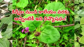 మొటిమలు, వేడి గడ్డల నుండి విముక్తి పొందే ఆయుర్వేద మార్గం!
