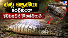 పొట్ట ఉబ్బిపోయి కదల్లేకుండా.. కనిపించిన కొండచిలువ