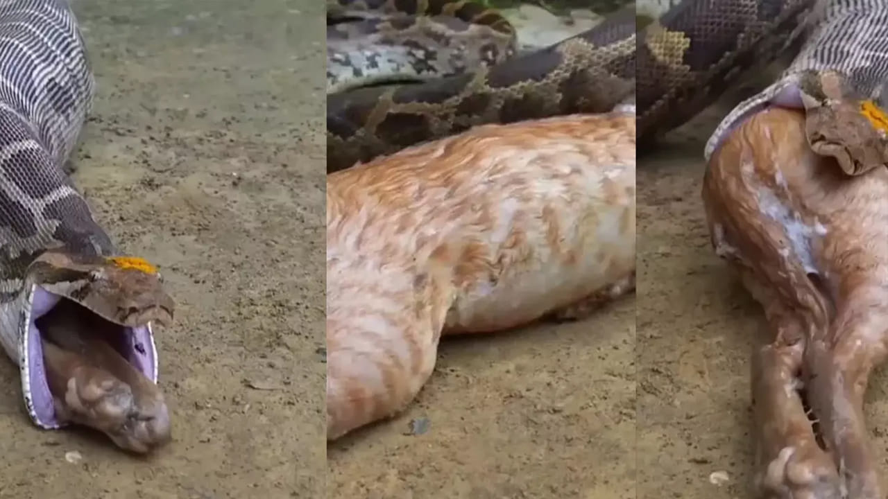 Viral Video: కొండచిలువ వింత ప్రవర్తన.. మింగడం వరకు ఓకే.. కానీ ఆ తర్వాత