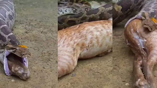 Viral Video: కొండచిలువ వింత ప్రవర్తన.. మింగడం వరకు ఓకే.. కానీ ఆ తర్వాత