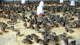 కౌజు పిట్టల ఫాంకి ఎంత ఖర్చు అవుతుంది..