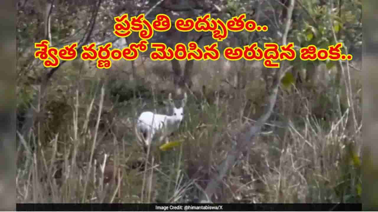రామాయణాన్ని తలపించిన వింత.. యూనెస్కో గుర్తింపు పొందిన అడవుల్లో అరుదైన తెల్ల జింక దర్శనం..!