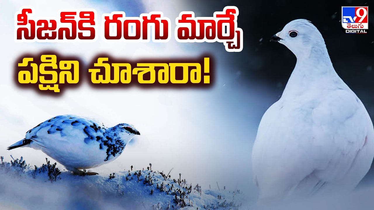 కాలానికి తగ్గట్టు రంగు మార్చే పక్షిని చూశారా