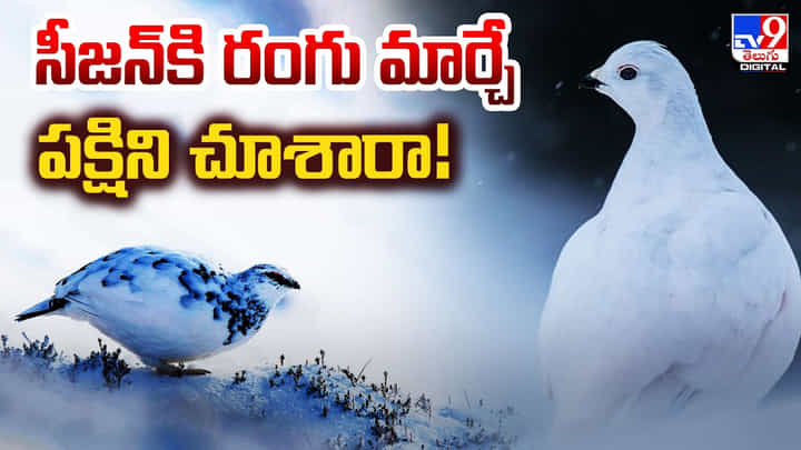 కాలానికి తగ్గట్టు రంగు మార్చే పక్షిని చూశారా కాలానికి తగ్గట్టు రంగు మార్చే పక్షిని చూశారా