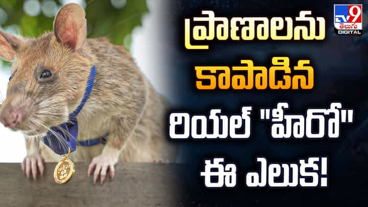 ప్రాణాలను కాపాడిన.. రియల్ హీరో'' ఈ ఎలుక !! ప్రాణాలను కాపాడిన.. రియల్ హీరో'' ఈ ఎలుక !!