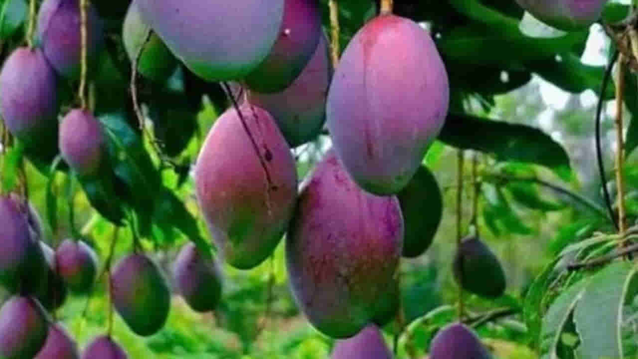 వందలు, వేలు కాదు లక్షలే.. బాబోయ్ కేజీ మామిడి పండ్ల ధర ఎంతో తెలిస్తే దిమ్మతిరిగిపోద్ది..