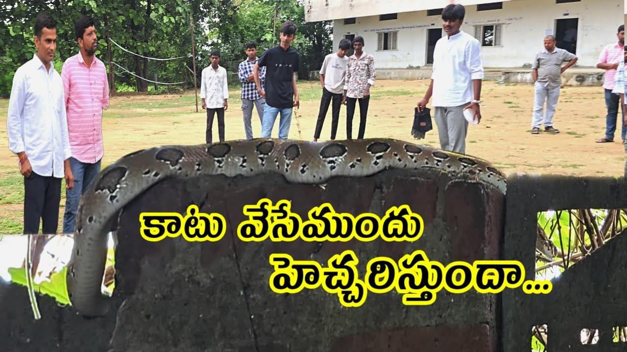 Russells viper: రక్తపింజర్రోయ్.. దీంతో పెద్ద ప్రమాదంరోయ్.. Russells viper: రక్తపింజర్రోయ్.. దీంతో పెద్ద ప్రమాదంరోయ్..