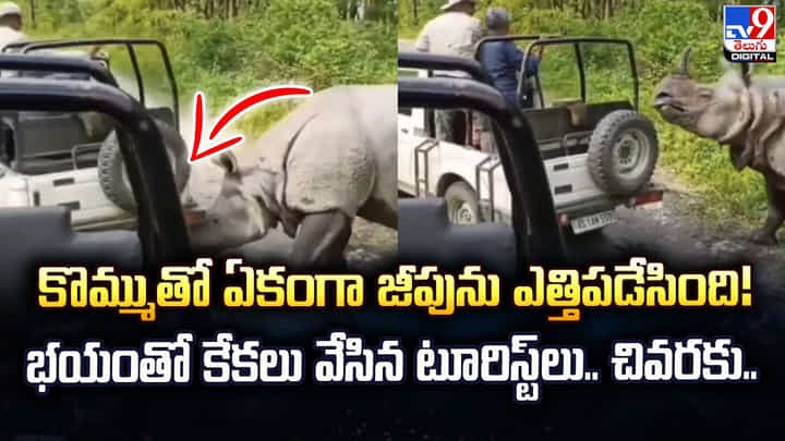 కొమ్ముతో ఏకంగా జీపును ఎత్తిపడేసింది! భయంతో కేకలు వేసిన టూరిస్ట్లు.. చివరకు.. కొమ్ముతో ఏకంగా జీపును ఎత్తిపడేసింది! భయంతో కేకలు వేసిన టూరిస్ట్లు.. చివరకు..