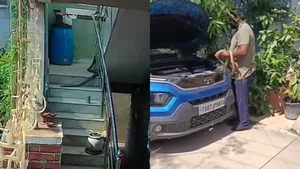Watch Video: గేటు ఎక్కి.. మెట్లెక్కి ఇల్లంత తిరిగిన పాము.. చివరకు ఏం చేసిందో చూడండి