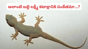 బల్లి కనిపిస్తే డబ్బు వర్షమా.. లేక దురదృష్టానికి సంకేతమా..?