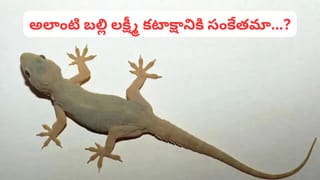 కోరిన కోర్కెలు తీర్చే సప్త శనివారాల వ్రతం: వెంకటేశ్వర స్వామి అనుగ్రహం కోసం సంపూర్ణ పూజా విధానం