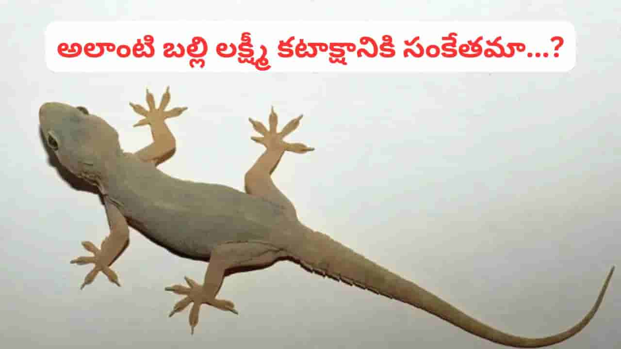 బల్లి కనిపిస్తే డబ్బు వర్షమా.. లేక దురదృష్టానికి సంకేతమా..?