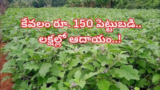 అమెరికా ఇరాన్‌ యుద్ధంతో LPG సంక్షోభం.. భారత్‌కు రక్షణగా నిలుస్తున్న గోమాత!
