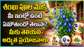శంఖు పూల మొక్క ఇంట్లో ఉంటే కలిగే అద్భుత ప్రయోజనాలు