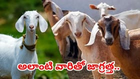బక్రీద్ పండుగ.. గొర్రెల, మేకల అమ్మకందారులూ తస్మాత్ జాగ్రత్త..!