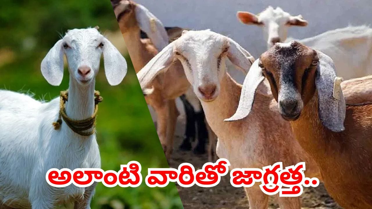 Hyderabad: బక్రీద్ పండుగ.. జోరుగా గొర్రెల, మేకల అమ్మకాలు.. అలాంటి వారితో జాగ్రత్త..
