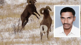 పొట్టేళ్ల పోట్లాట ఆపబోయి గొర్రెల కాపరి మృతి!