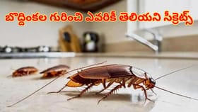 వార్నీ ఇంత కథ ఉందా.. బొద్దింకల గురించి ఎవరికీ తెలియని సీక్రెట్స్