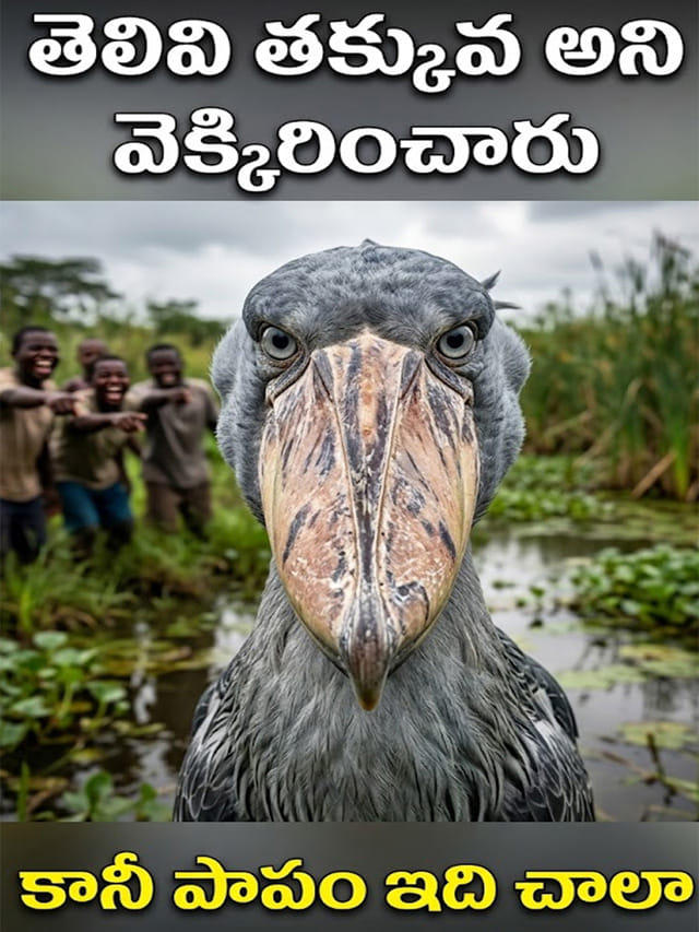 తెలివి తక్కువ అని అందరూ వెక్కిరించే పక్షి.. పాపం ప్రపంచంలోనే అమాయకమైనది!
