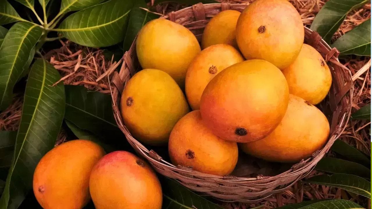మందుల పరస్పర చర్యలు: మామిడి పండులో ఫ్యూరనోకౌమరిన్స్ వంటి పదార్థాలు ఉంటాయి. ఇవి కాలేయ సంబంధిత సమస్యలు ఉన్నవారికి లేదా ఇతర వ్యాధులకు మందులు వాడుతున్న వారికి ఇబ్బంది కలిగించవచ్చు. మీరు ఏదైనా దీర్ఘకాలిక చికిత్స పొందుతుంటే, మామిడి తినే ముందు వైద్యుడిని సంప్రదించడం మంచిది